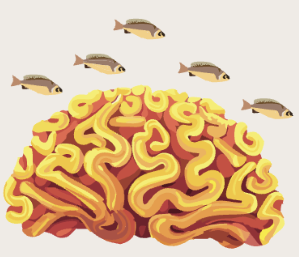 Fish Video Dataset